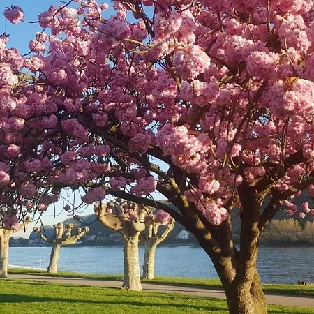 Apartman Am Geysirzentrum Andernach